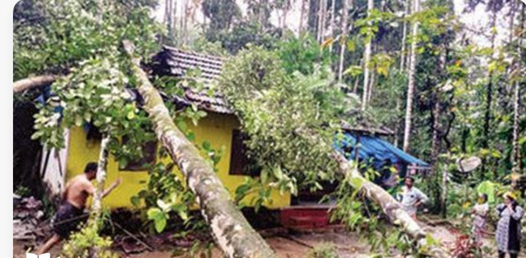 പിറവത്ത്  വീടിന് മുകളിൽ 4 മരങ്ങൾ കൂട്ടത്തോടെ കടപുഴകി വീണു
