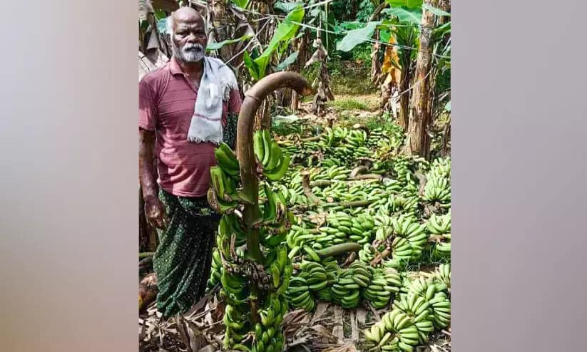 ലഹരിക്കടിമപ്പെട്ട യുവാവ് 200 വാഴകൾ വെട്ടിനശിപ്പിച്ചു